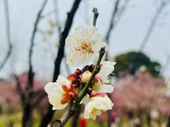 -无锡梅园公园