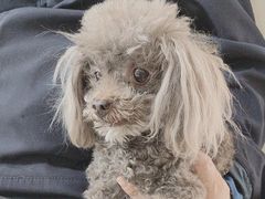 -美联众合动物医院·24h京西诊疗中心