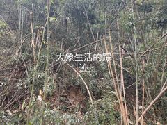 -野象谷景区