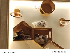 -Catmate·猫肥家润(金润铂宫店)