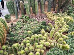 -深圳仙湖植物园