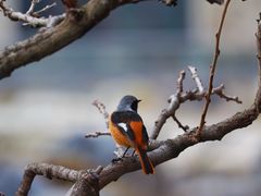 -上海吴淞炮台湾国家湿地公园