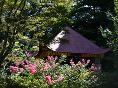 -庐山风景区花径公园