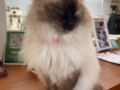 -有猫主题·治愈系猫咖(曾厝垵店)