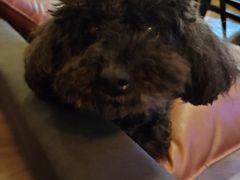 -抱暴龙爬宠·异宠·撸宠撸爬主题馆(大学路店)