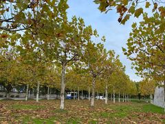 -上海海湾国家森林公园