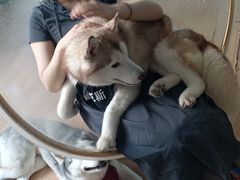 -Husky Go! 哈士奇体验馆·宠物咖啡厅狗咖