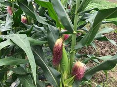 -上膳源有机农场