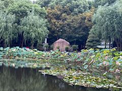 -陈家山荷花公园