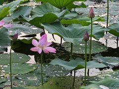 -长春市南湖公园