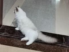 -lincat·猫舍(广州店)
