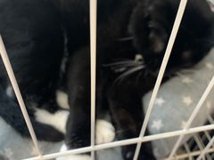 -壹迦桌游·血染钟楼剧本杀狼人杀