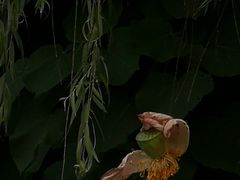 -荆川公园