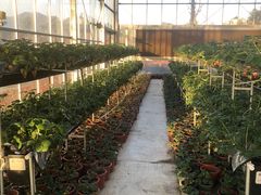 -建德果蔬乐园绪塘草莓基地