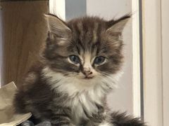 -楼上猫咖(罗湖店)