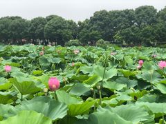 -荷塘月色湿地公园·向阳花洲