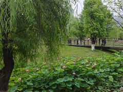 -沐仙湖湿地公园