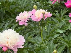 -长春公园(普阳街道)