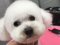 -宠福鑫康馨动物医院·骨科·眼科