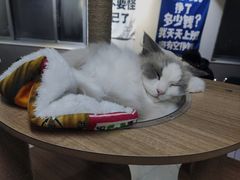 -共舞时光猫咖·狗咖(新街口店)