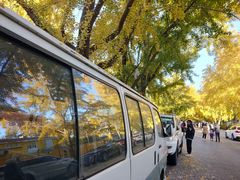 -三里屯东五街银杏大道