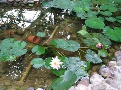-呀路古热带植物园