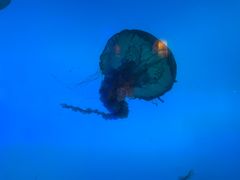 -太平洋海底世界