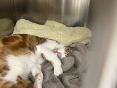-瑞派康怡24h宠物医院·犬猫医疗中心·微创绝育(瑞景分院)