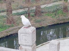 -音乐台