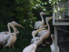 -深圳野生动物园