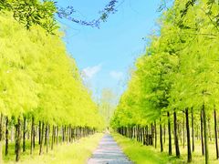 -合肥滨湖国家森林公园