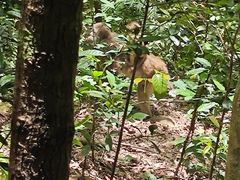 -狮子山郊野公园