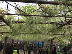 -嘉定紫藤园