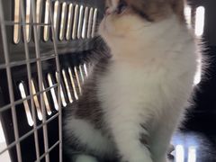 -乐琪宠物医院·犬猫专科·骨外科·急重症