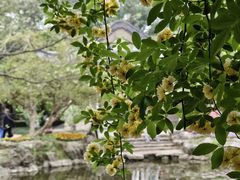 -南京古林公园
