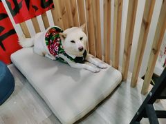 -柴迷FANS CLUB·柴犬狗咖·猫咖