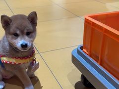 -MARSMART PETS火星宠物超市(1733店)