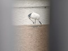 -盐城丹顶鹤湿地生态旅游区