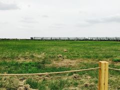 -盐城丹顶鹤湿地生态旅游区