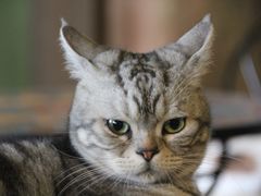 -猫猫幼稚园·撸猫·桌游·电玩