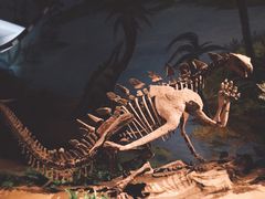 景点-自贡恐龙博物馆