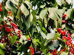 -樱桃山旅游景区