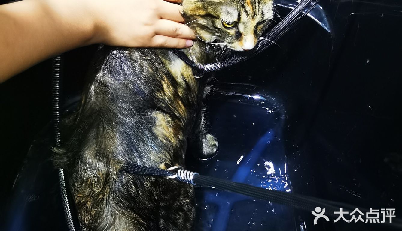 做个爱洗澡的猫吧