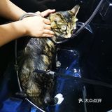 做个爱洗澡的猫吧