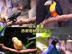 -正佳雨林生态植物园
