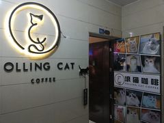 -滚猫咖啡·猫咖·猫友好撸猫(未来城店)