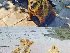 -西霞口神雕山野生动物世界