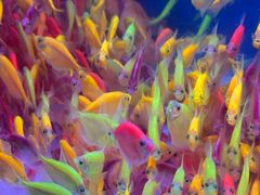 -青石桥花鸟鱼虫市场(叠翠城店)