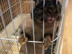 -猫猫幼稚园·撸猫·桌游·电玩