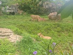 -海南热带野生动植物园